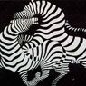 Zebra (1937)
