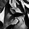 Abstract Photography