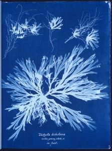 Anna Atkin's “Dictyota dichotoma, in the young state; and in fruit” is a cyanotype impression from her <i>Photographs of British Algae: Cyanotype Impressions (1843)</i>