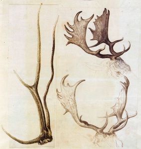 مثال على دراسات الطبيعة في Arcimboldo (النصف الثاني من القرن السادس عشر <sup> th </sup>)