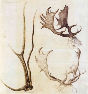 An example of Arcimboldo's nature studies (second half of the 16<sup>th</sup> century)