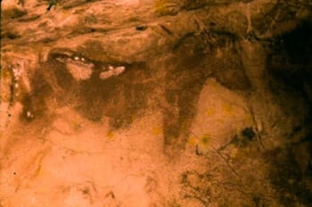 Depiction of a horse painted on the wall of the Altamira cave in Spain.