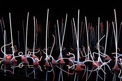 In 1971, Chihuly began creating his <i>Glass Forest</i> series, with bizarrely shaped blown glass forms (like stalks or stems) filled with neon and argon gas and installed on a reflective black platform.