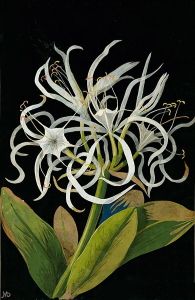 Mary Delany's decoupage <i>Pancratium maritimum L.</i> (1775) exemplifies her approach of botanical accuracy within an aesthetic presentation.