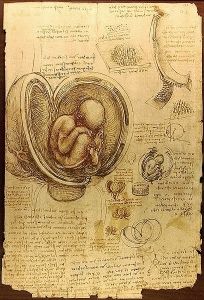 Study of the foetus in the womb as recorded in Leonardo's notebooks (1510-1513)