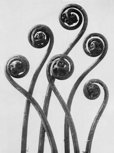Karl Blossfeldt's <i>Adiantum pedatum</i> (1928) is a sharply focused close-up to reveal the architectural structure of a maidenhair fern.