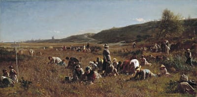 Johnson's, <i>The Cranberry Harvest on the Island of Nantucket</i> (1880).