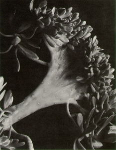 <i>Succulent</i> (1920), an early example of Imogen Cunningham's use of close and sharp focus, was included in the 1932 Group f/64 exhibition.
