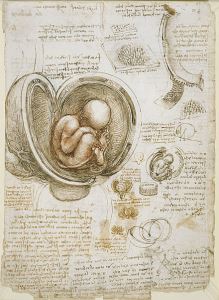 Leonardo's study of a fetus in the womb (c. 1510), including his observations, was written on a single page, perhaps with thought of publishing it.
