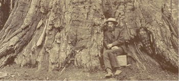 Detail of photograph by Carleton Watkins: <i>Eadweard Muybridge and Ulysses S. Grant, Giant Redwood</i> (1867)