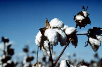 Pope.L recalls that grandmother planted cotton in her New York City garden, because she thought that the neighborhood children should know what cotton looks like.