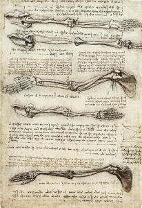 Leonardo da Vinci's Studies of the Arm showing the Movements made by the Biceps (c.1510) is one of his many anatomical studies.