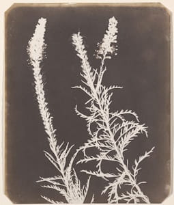 Talbot first used his salt and silver nitrate process to create fixed images of botanical specimens.