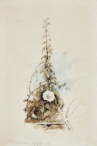 George Richmond, <i>A Convolvulus at Shoreham</i> (1825-27)