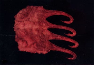 Theosophists Annie Besant and Charles Leadbeater produced a series of paintings of “thought-forms,” such as <i>Greed for Alcohol</i> (1901).