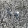 Gerhard Richter: Stag (Hirsch) (1963)