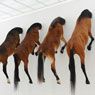 Untitled (all five horses together at once, for the first time) (2013)