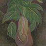 Pitcher-plant (1936)