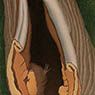 Tree Anatomy (1942)