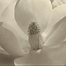 Magnolia Blossom (1925)