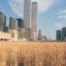 Agnes Denes: Wheatfield (1982)