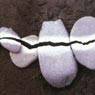 Andy Goldsworthy: Pebbles, broken and scraped white with another stone (1985)