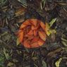 Red Leaf Patch, Cumbria (1983)