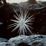Icicle Star - Scaur Water, Penpont, Dumfriesshire (1987)