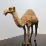 CAMELS (1969)