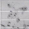 Dick Higgins: The Thousand Symphonies (1968)
