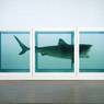 Damien Hirst: The Physical Impossibility of Death in the Mind of Someone Living (1991)