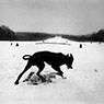 Parc de Sceaux, France (1987)