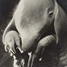 Pére Ubu (1936)