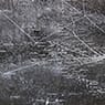 Anselm Kiefer: The Secret Life of Plants (2001-02)
