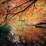 Bronx Ricer, New York Botanical Gardens, Autumn (2009)