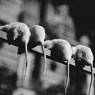 Untitled (Rat Tails) (c. 1930)