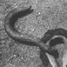 Aaron Siskind: Metal Hook (Early 1940s)