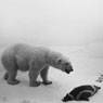 Polar Bear (1976)