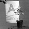 John Baldessari: Teaching A Plant The Alphabet (1972)