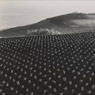 Tomato Field, Monterey Coast (1937)
