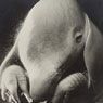 Dada and Surrealist Photography Biography, Art & Analysis