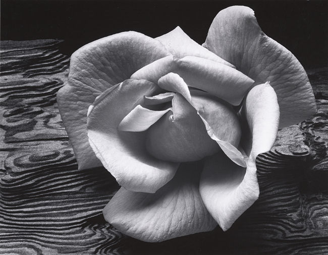 Rose and Driftwood, San Francisco, California (c. 1932)