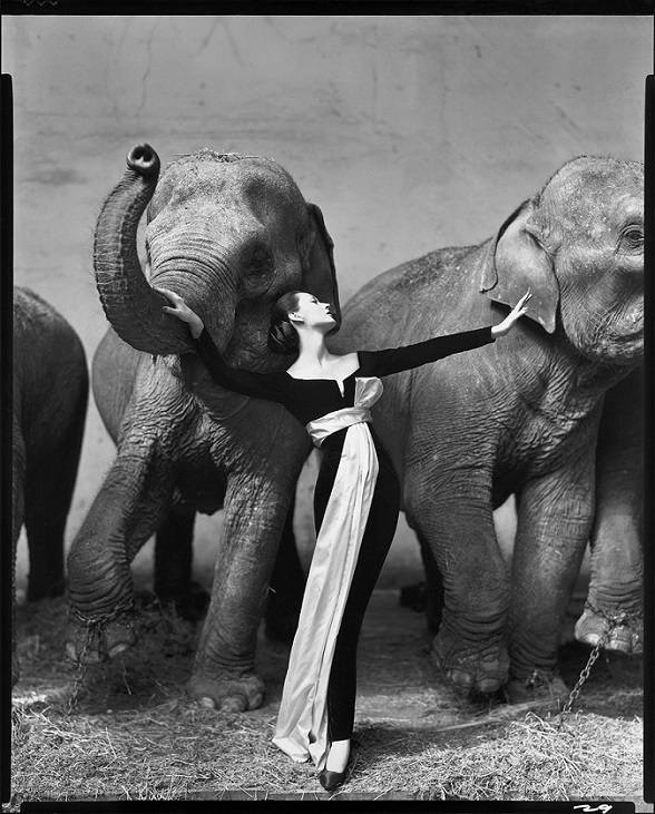 Richard Avedon: Dovima with Elephants, evening dress by Dior, Cirque d'Hiver, Paris, August 1955 (1955)