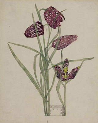 Fritillaria (1915)