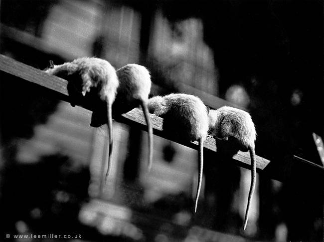 Untitled (Rat Tails) (c. 1930)