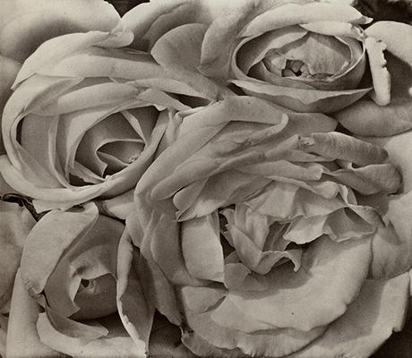 Roses, Mexico (1924)