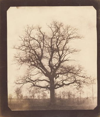 An Oak tree in Winter, Lacock (c. 1842-43)
