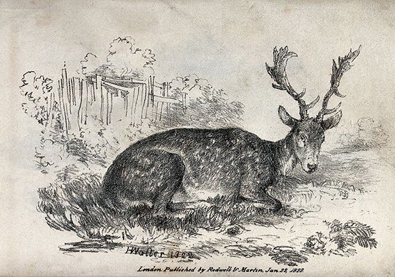 Henry Walter: Fallow Deer (1822)